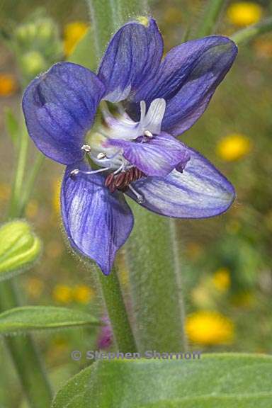 delphinium staphisagria 5 graphic